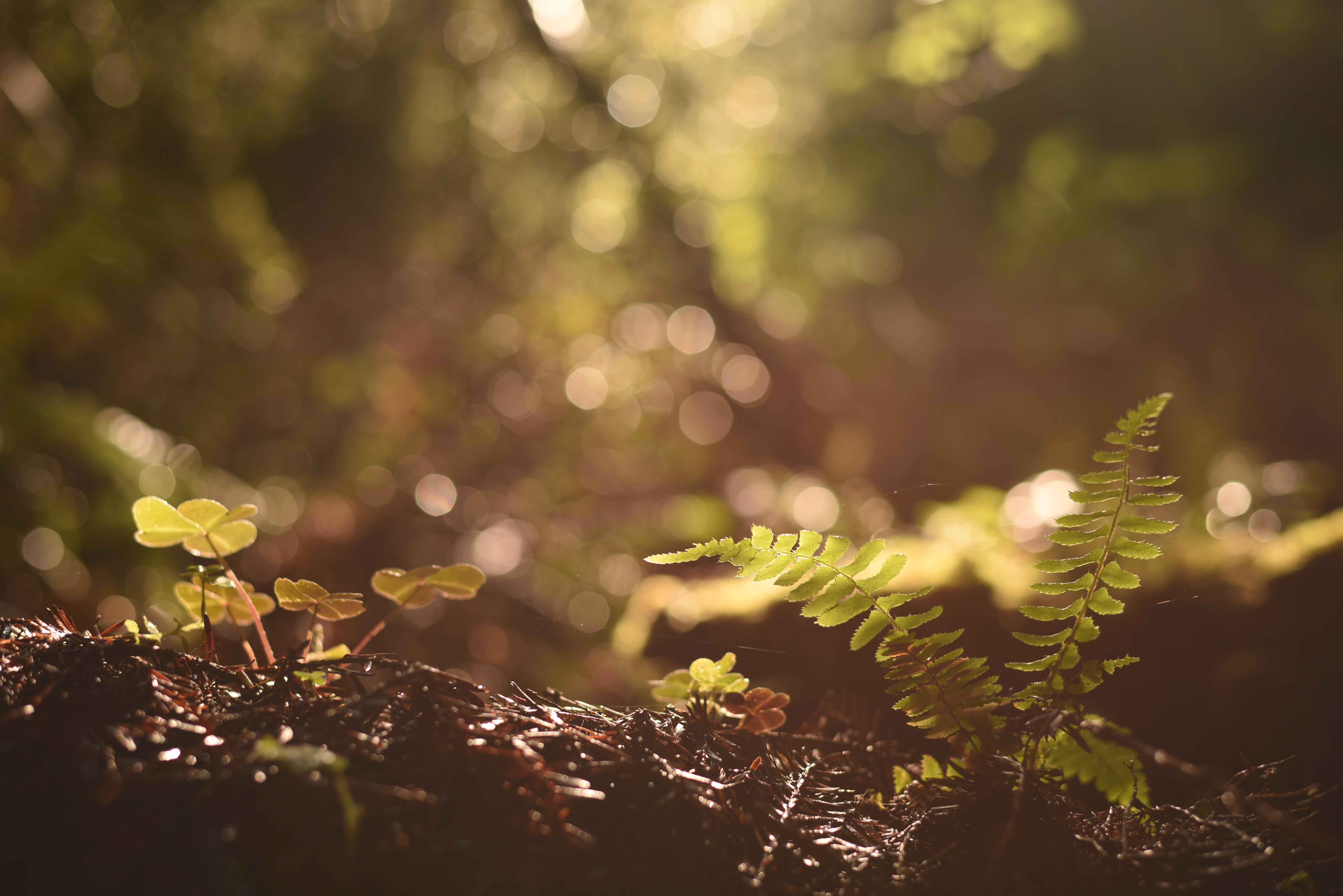 sapling slow growth gentle sunlight baby steps first