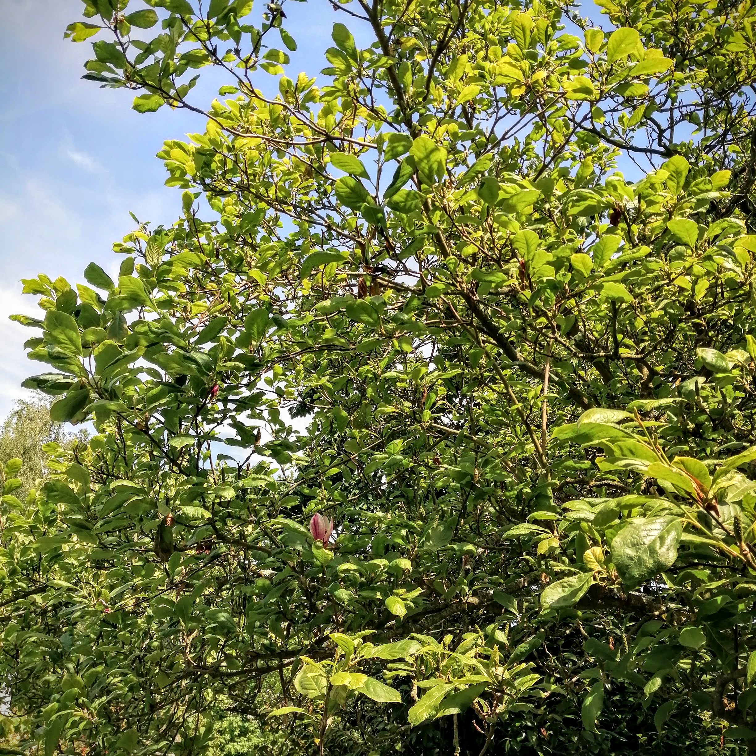 nature walk wellbeing balance life project 