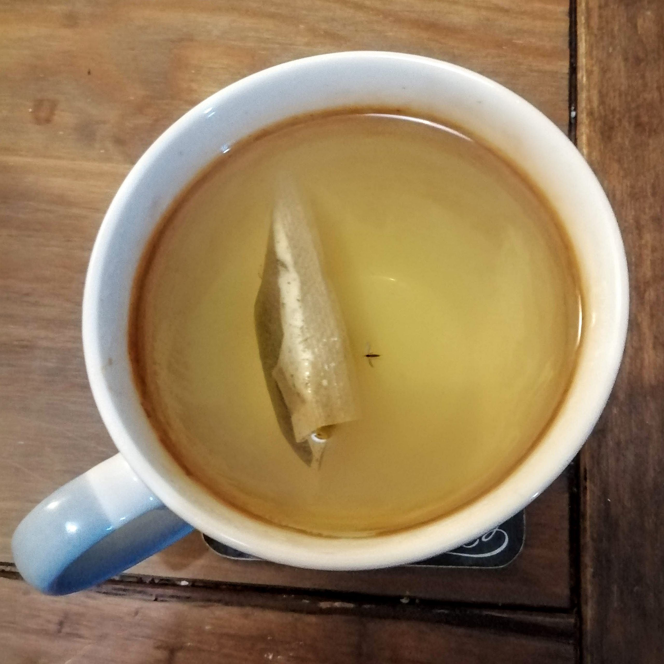green tea with fly in it